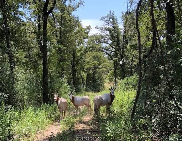 Three deer stand on a dirt path in a sunlit wooded property.