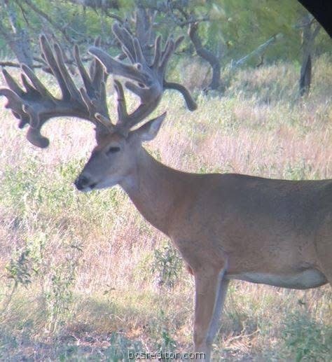 A large-antlered buck stands in a grassy field beneath trees.