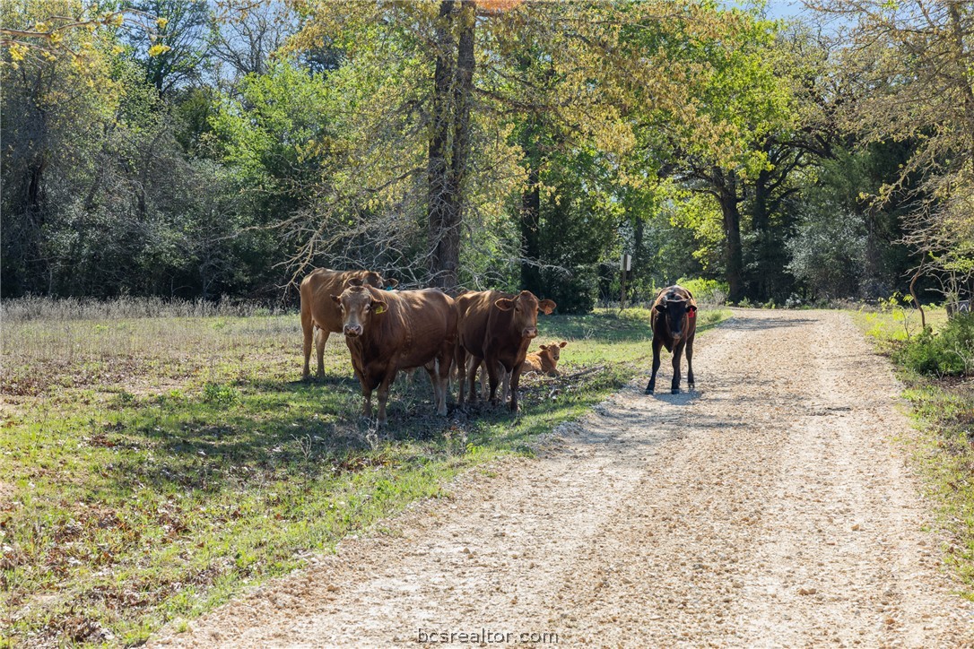 Cattle gather beside a gravel driveway beneath mature trees on a wooded property.