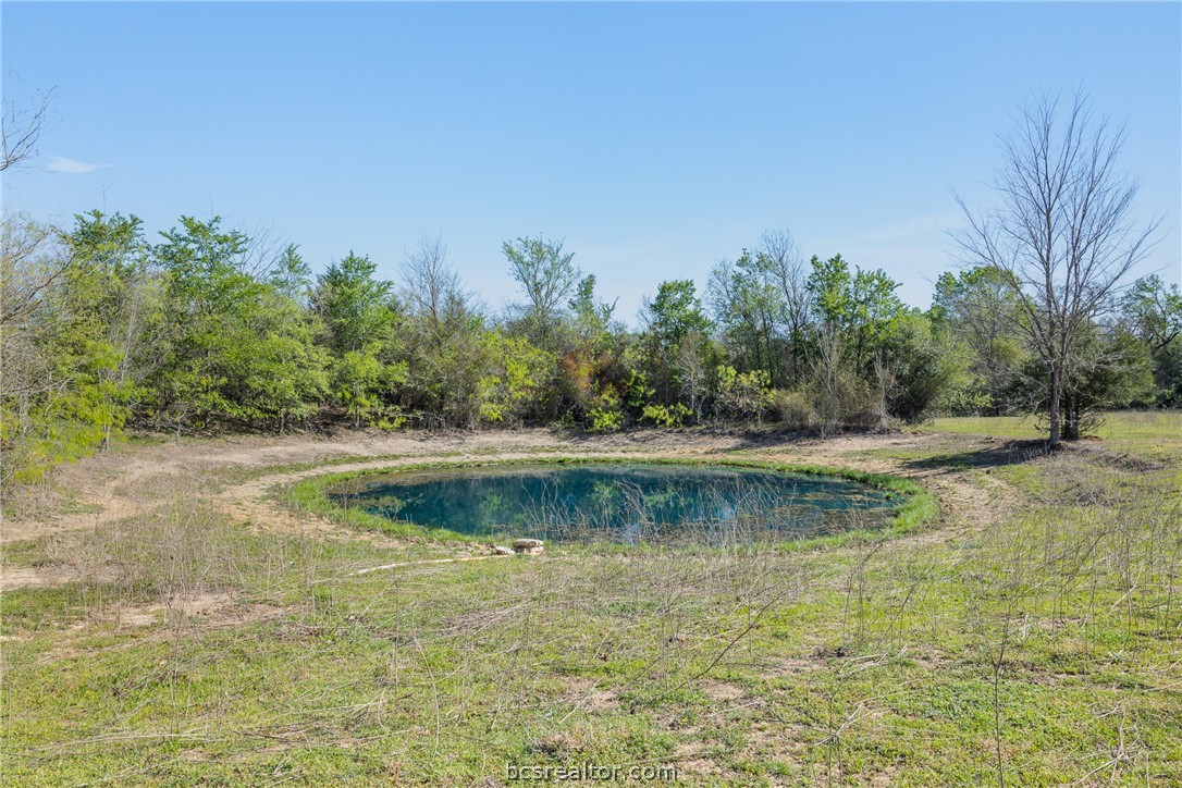 Small pond in a grassy clearing bordered by trees.