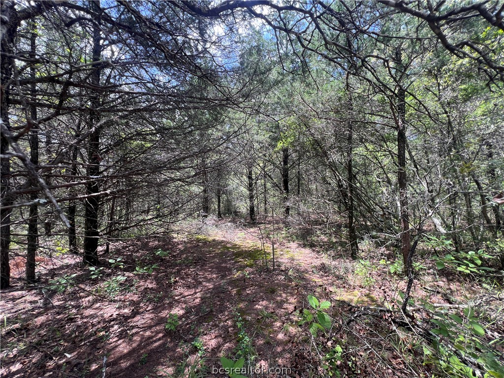 Wooded acreage with dense trees surrounding a narrow dirt clearing.