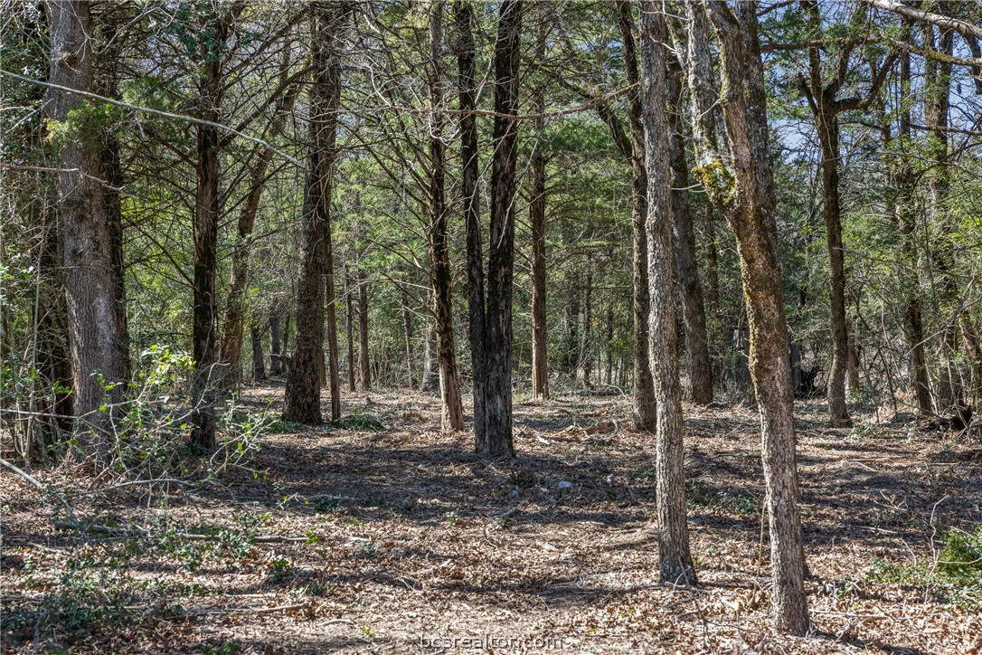 Wooded acreage with mature trees and a lightly cleared, leaf-covered ground.
