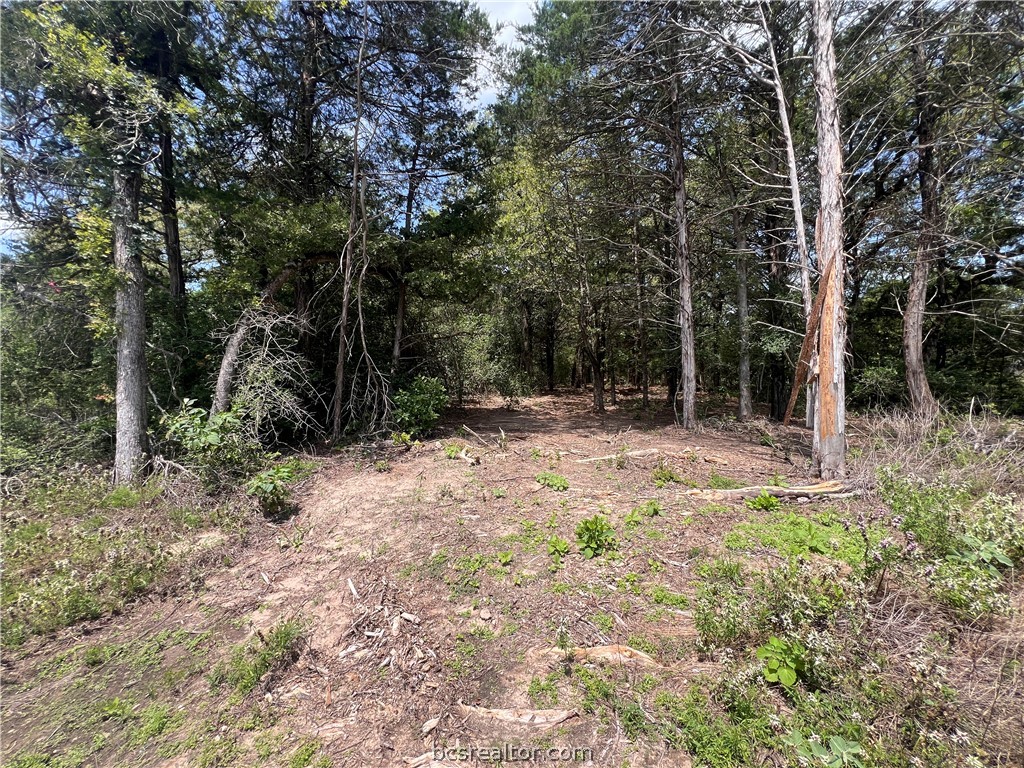 Wooded property clearing with a dirt path leading among mature trees.