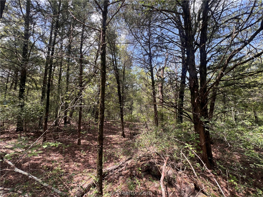 Wooded property with mature trees, dense undergrowth, and fallen branches.
