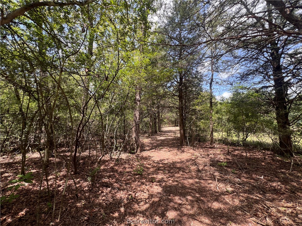 Wooded land with a dirt trail winding between mature trees.