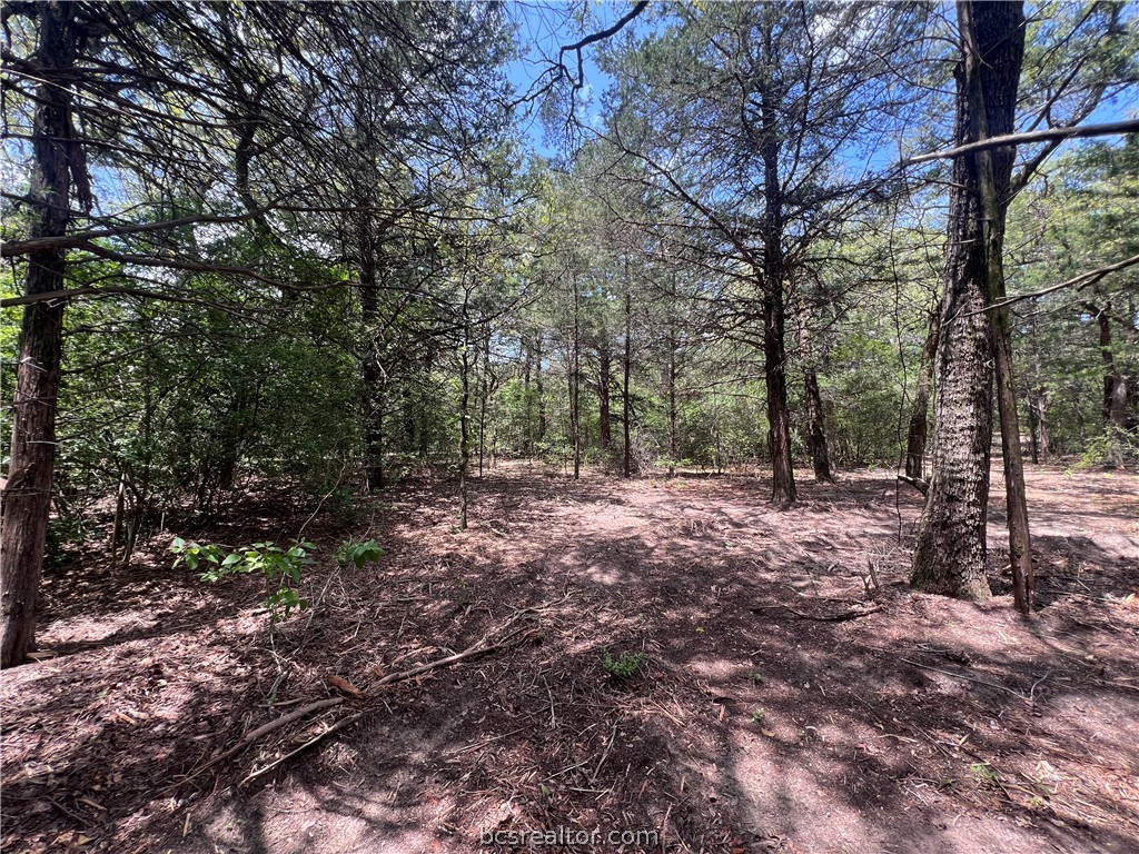 Wooded vacant land with mature trees surrounding a small open clearing.