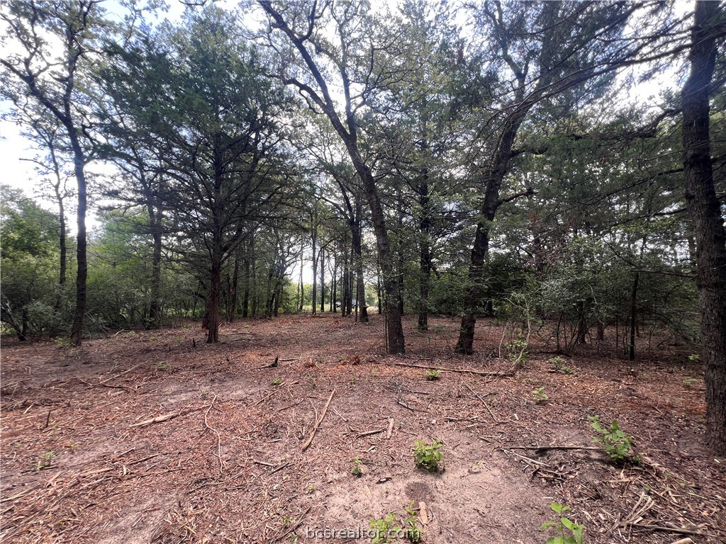 Wooded acreage with a small cleared area beneath mature trees.