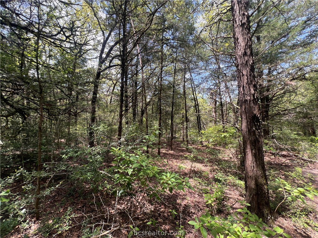 Wooded land with mature trees, dense undergrowth, and sunlight filtering through the canopy.
