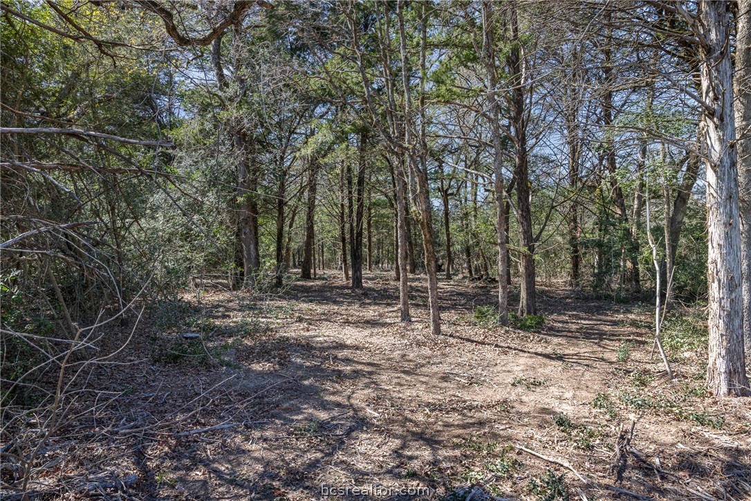 Wooded land with a cleared, leaf-covered opening among mature trees.