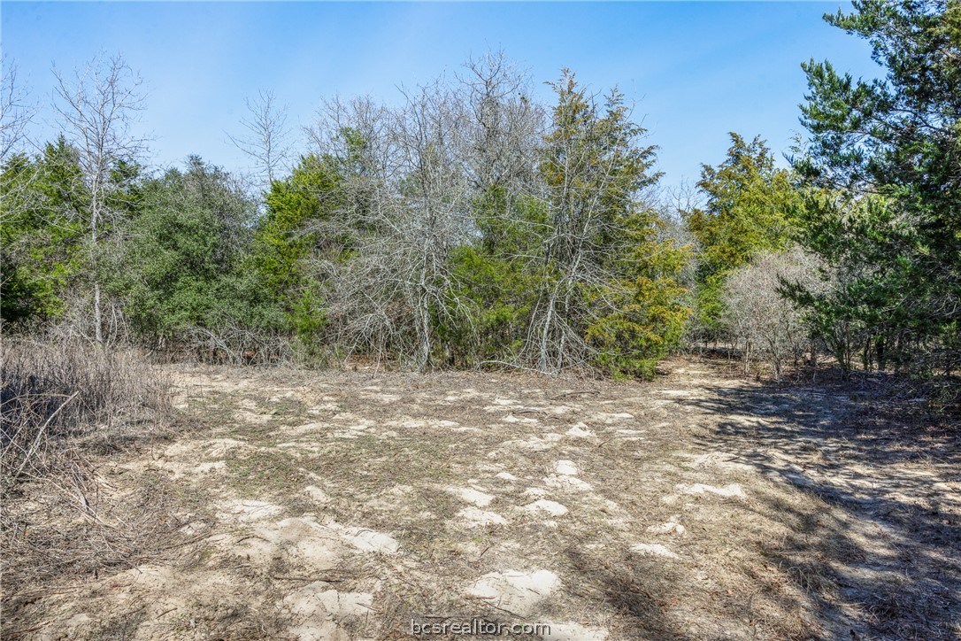 Wooded property clearing with sandy, rocky ground and a mix of leafless and evergreen trees.