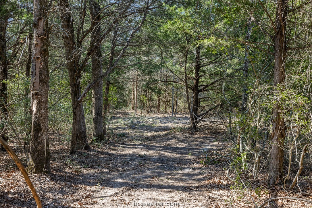 Wooded land with a leaf-covered clearing winding between mature trees.