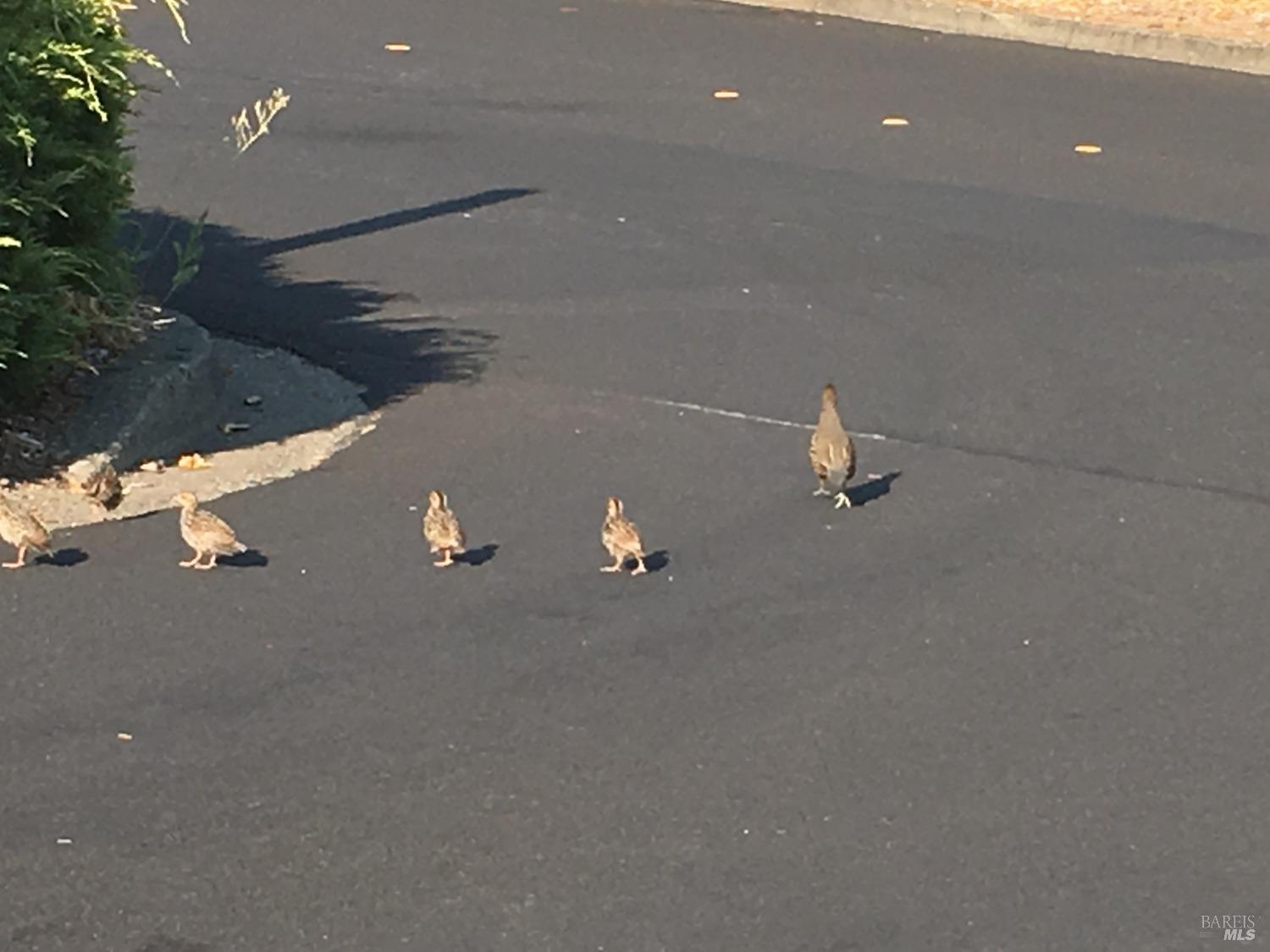 6458 Timber Springs Dr