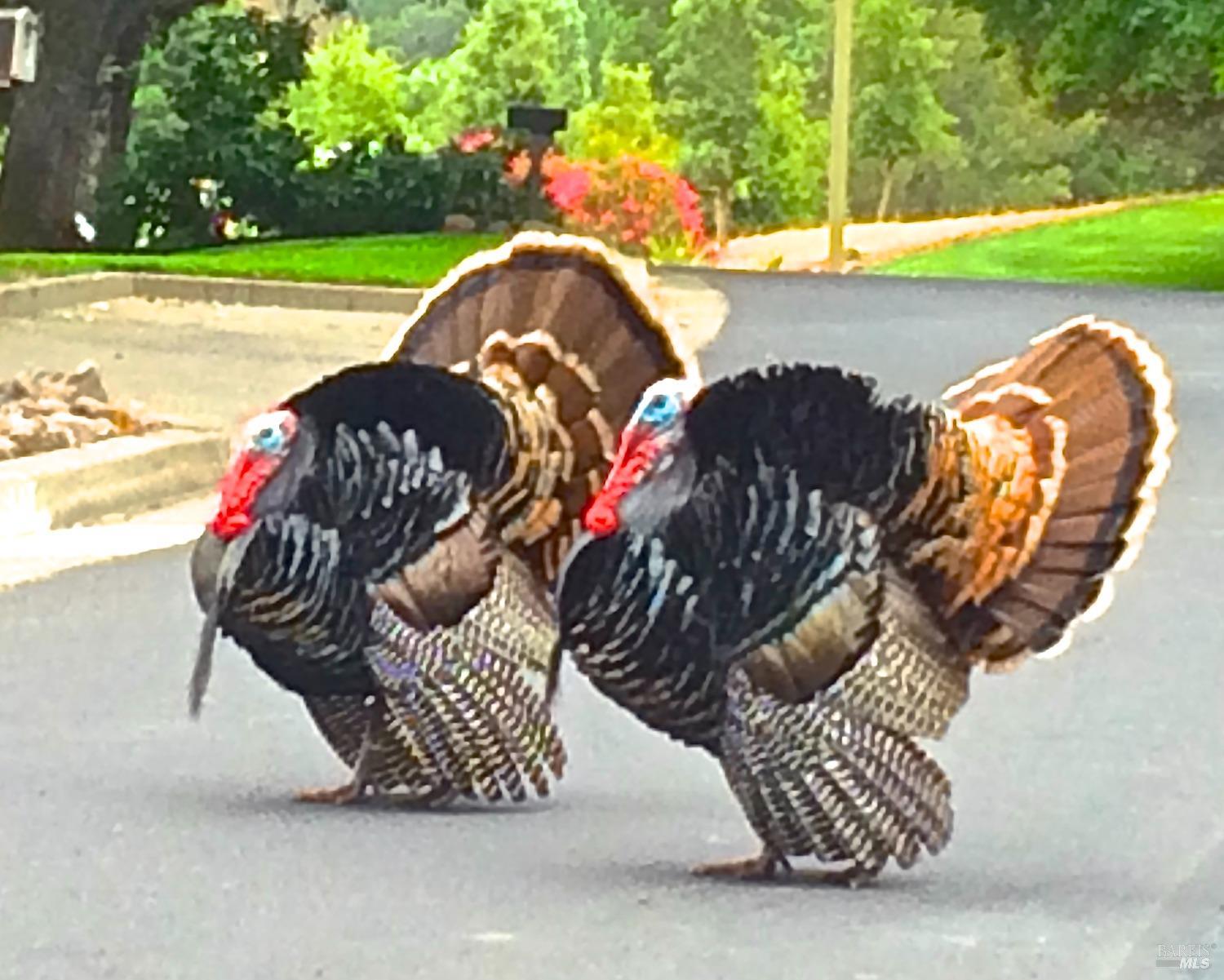 6458 Timber Springs Dr