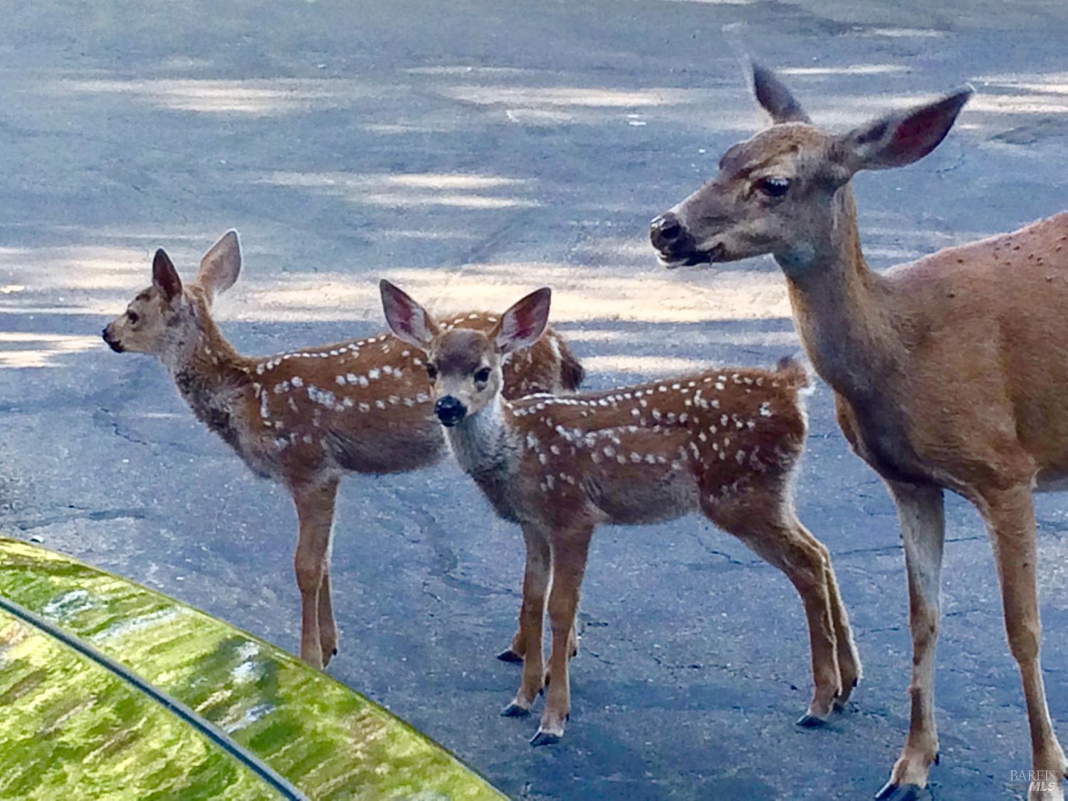 6458 Timber Springs Dr