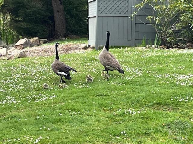 6458 Timber Springs Dr