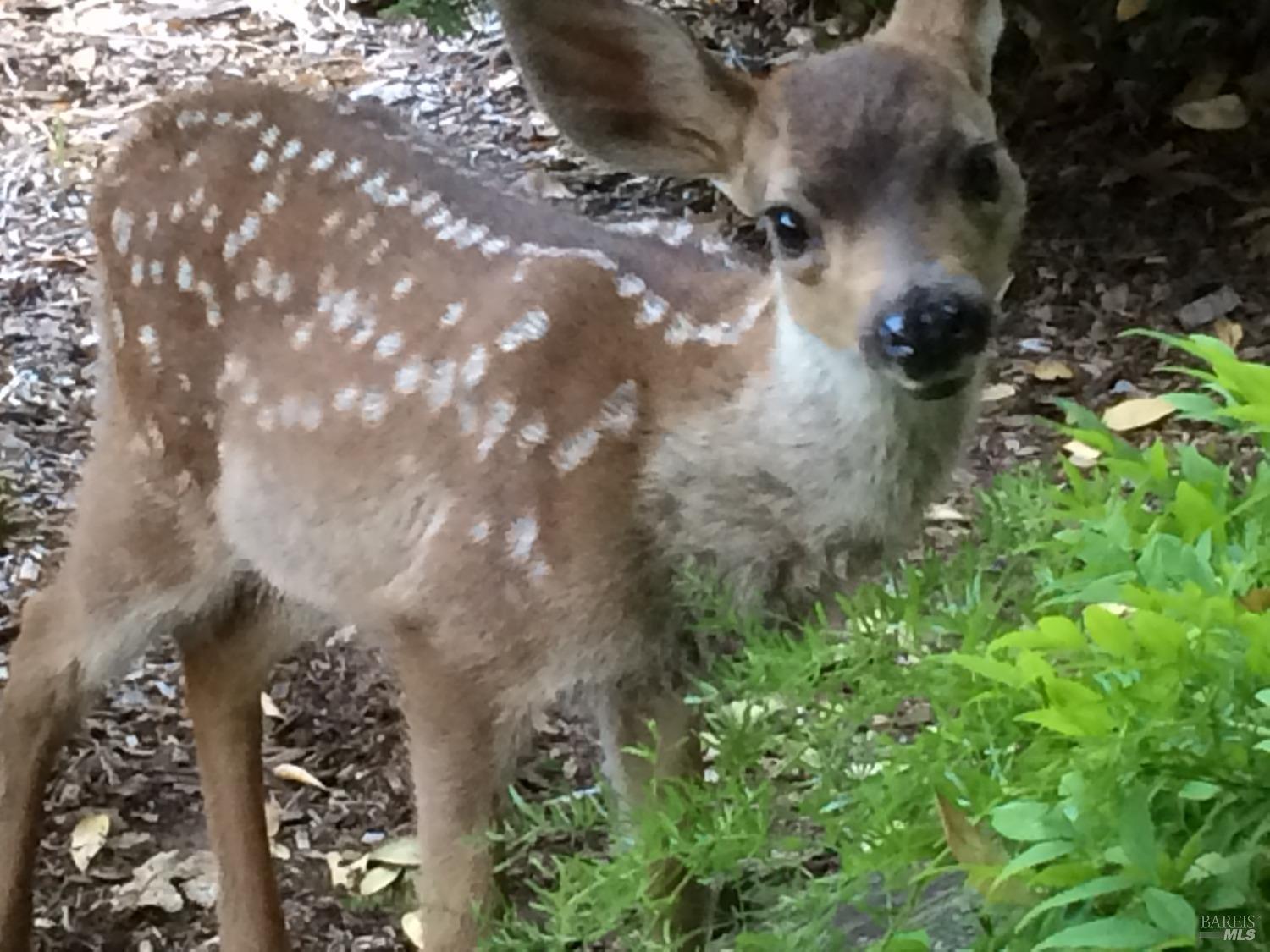 6458 Timber Springs Dr