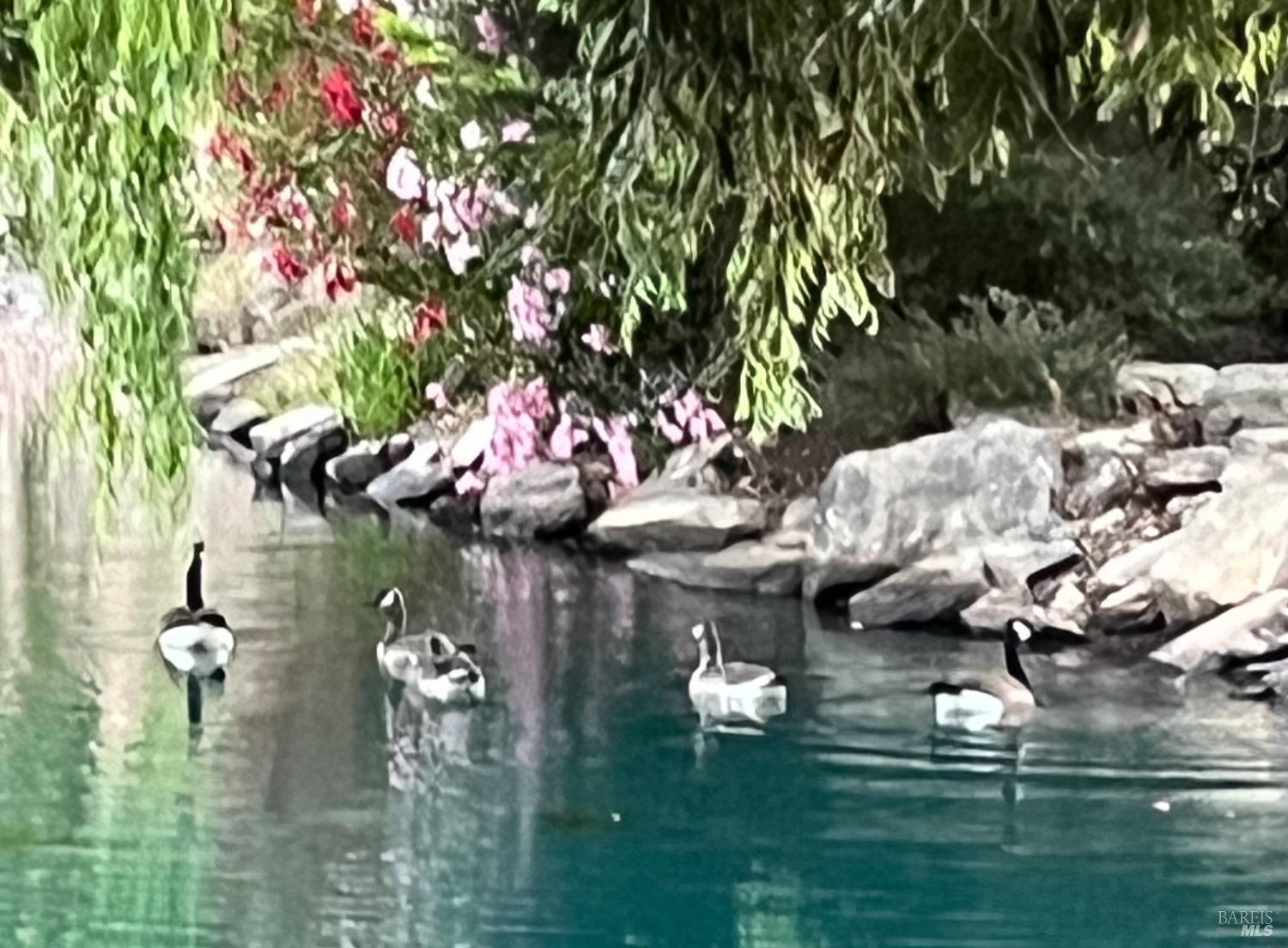 6458 Timber Springs Dr