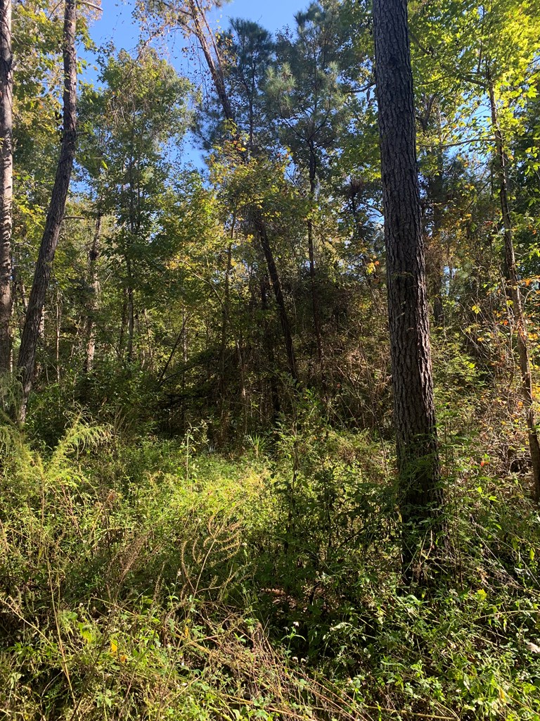 LOT 8 Riverside Cir, 32465