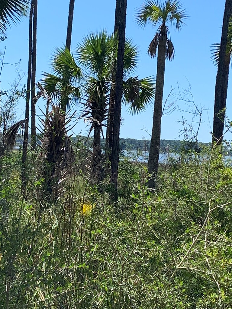 LOT 9 Cr 30-a, Port St. Joe 32456