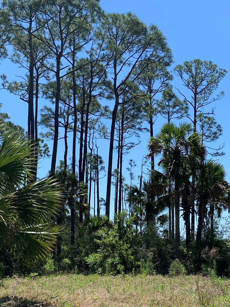LOT 9 Cr 30-a, Port St. Joe 32456