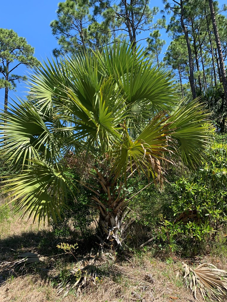 LOT 9 Cr 30-a, Port St. Joe 32456