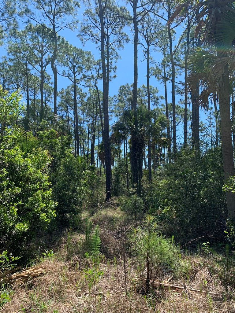 LOT 9 Cr 30-a, Port St. Joe 32456