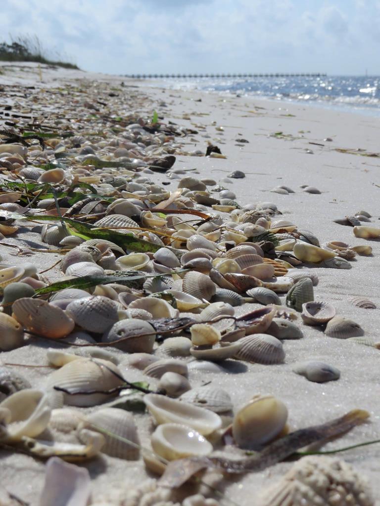 212 Balboa St, Port St. Joe 32456