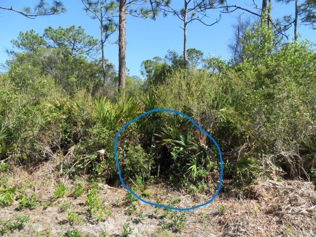 332 Frank Mckamey Way, 32322