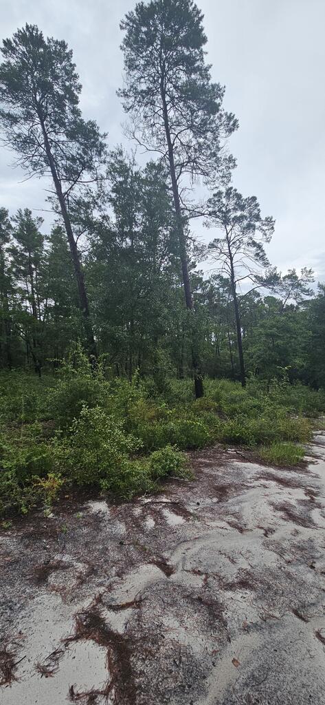 1008 Sunset Cir, 32322