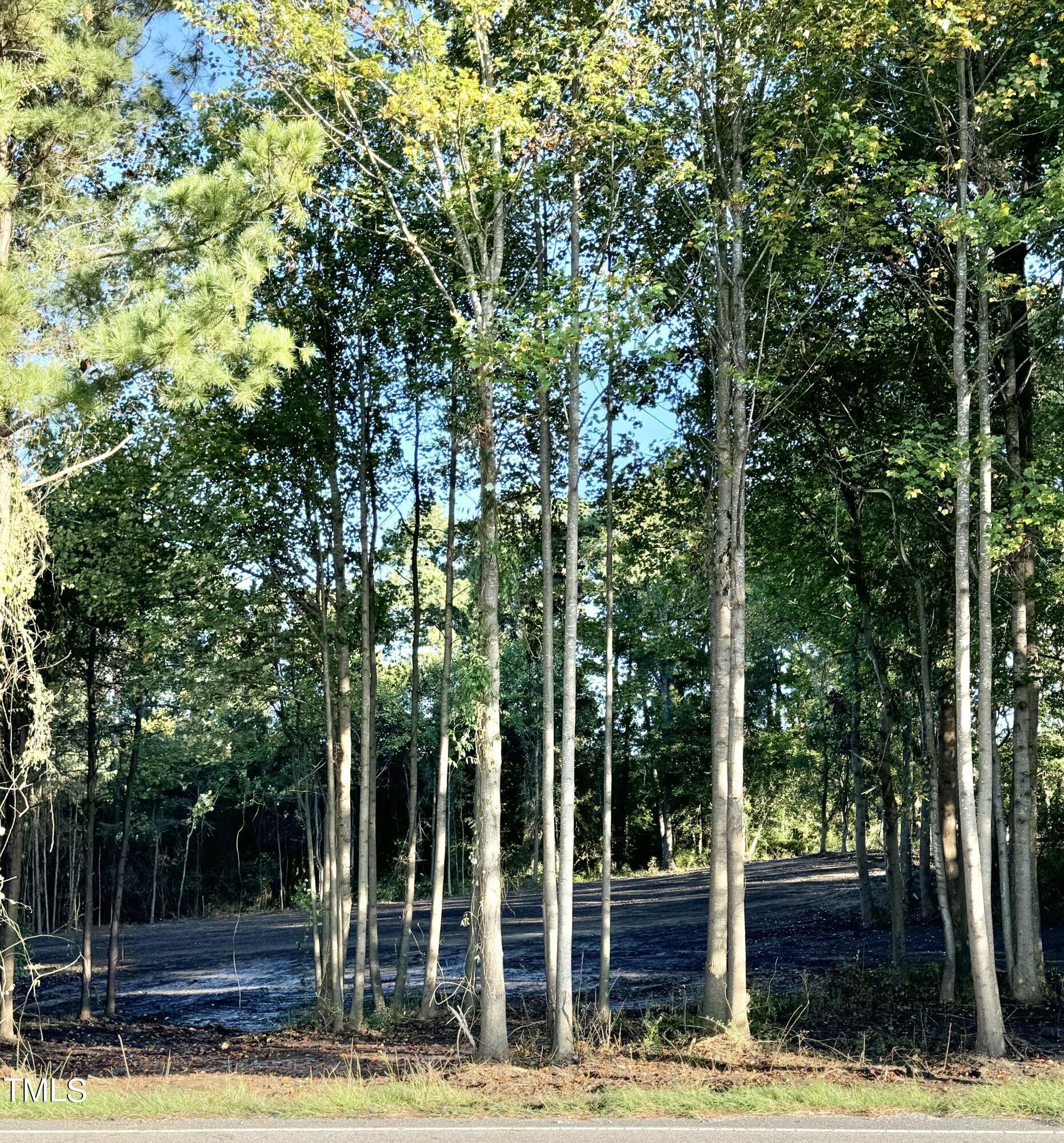 Wooded vacant lot with tall trees and a cleared area beside the road.