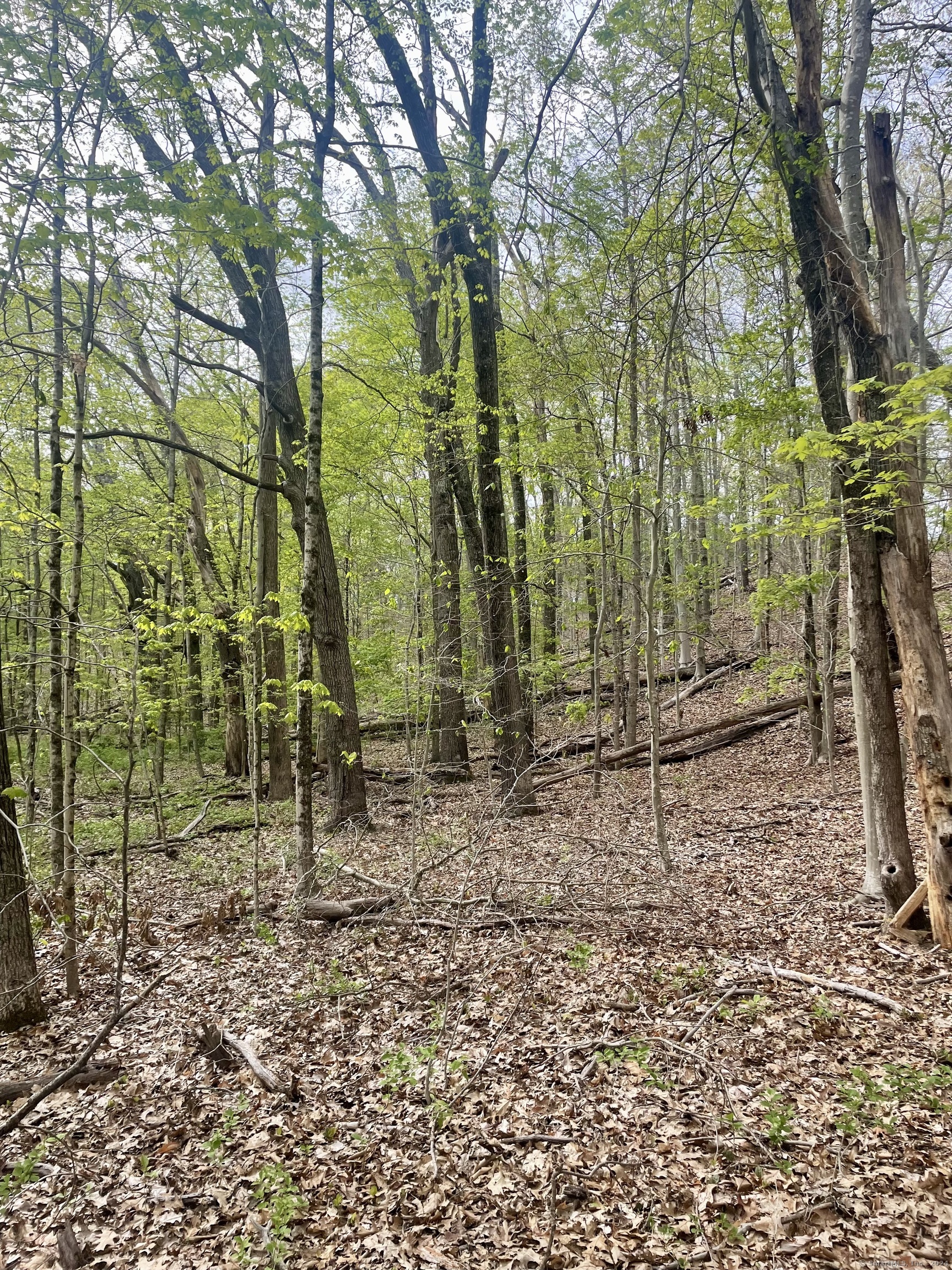 Wooded hillside with mature trees and a leaf-covered forest floor.