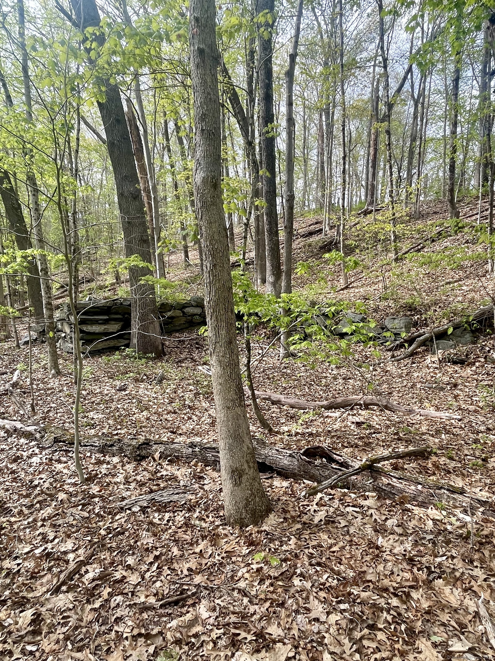 Wooded property lot with mature trees, leaf-covered ground, and a low stone wall.