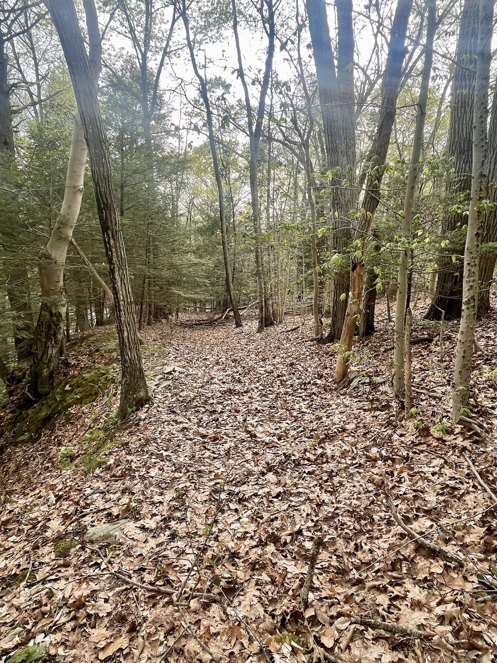Leaf-covered path winding through a wooded property with mature trees.