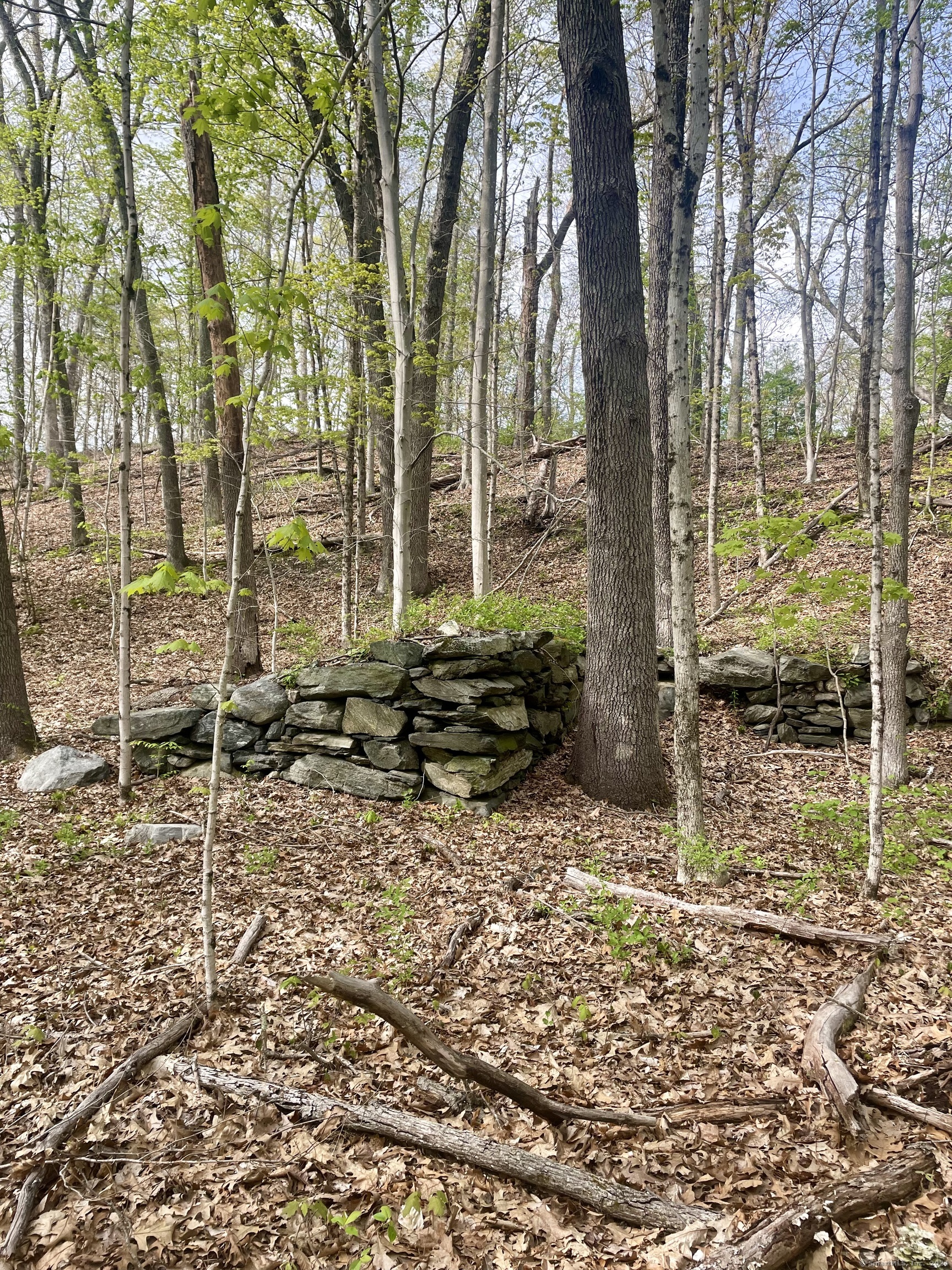 Wooded property with a low stone wall on a leaf-covered slope among tall trees.