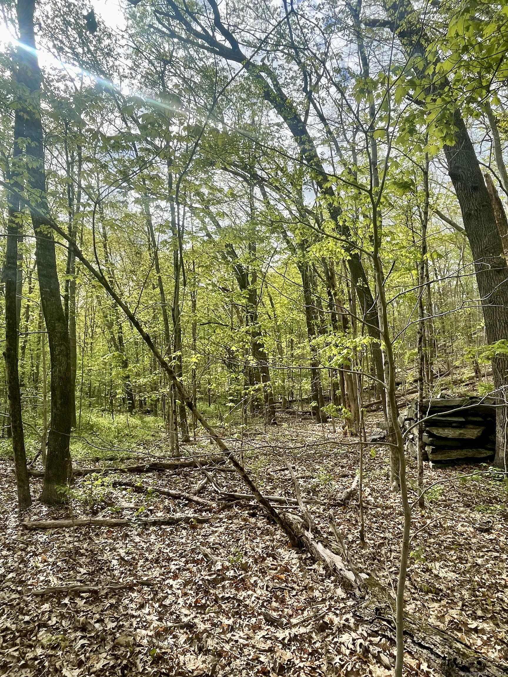 Wooded property with mature trees, fallen branches, and a low stacked-stone wall.