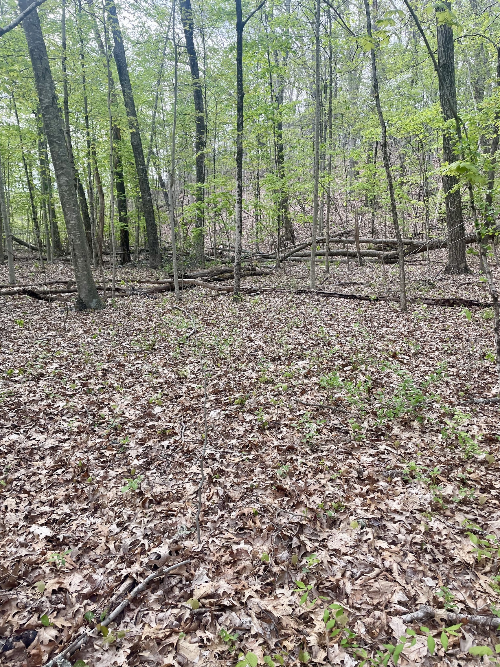 Wooded property lot with fresh spring leaves, fallen logs, and leaf-covered ground.