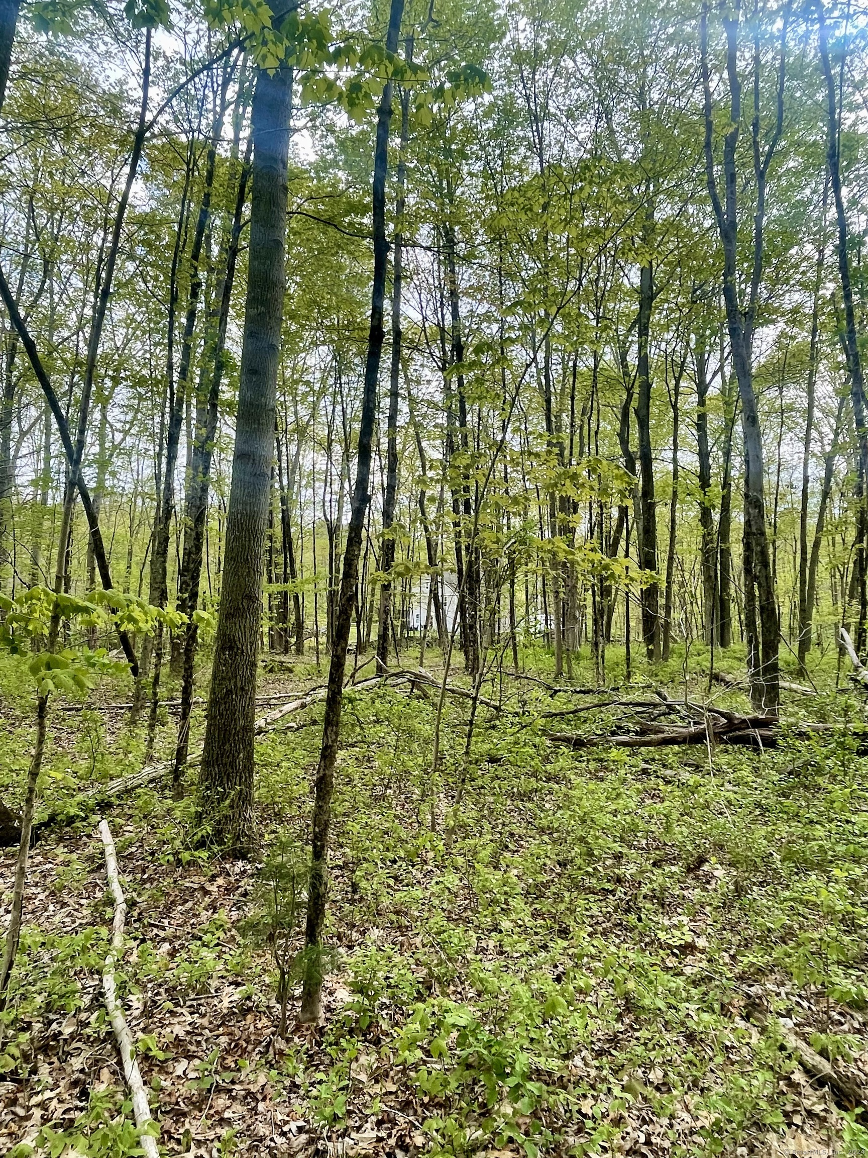 Wooded property with tall trees and a house partly visible through the foliage.