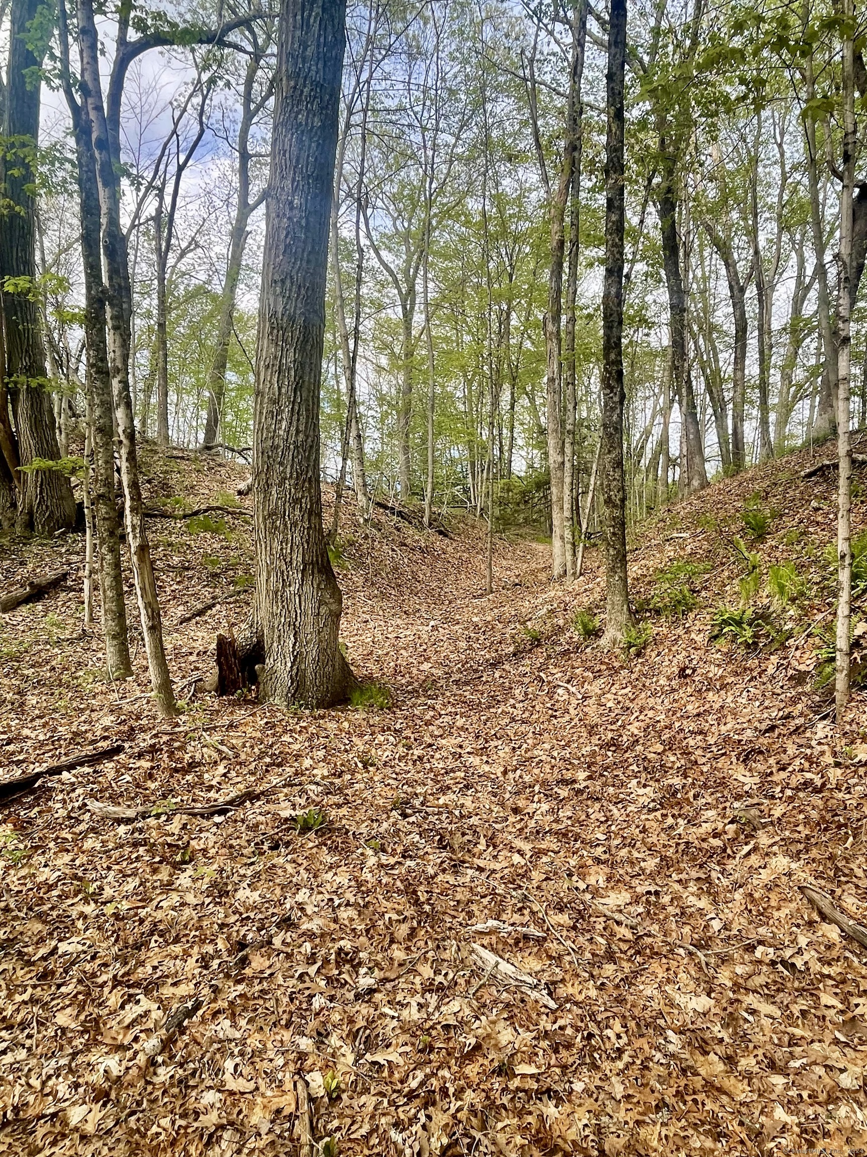 Wooded property with a leaf-covered path winding among mature trees.