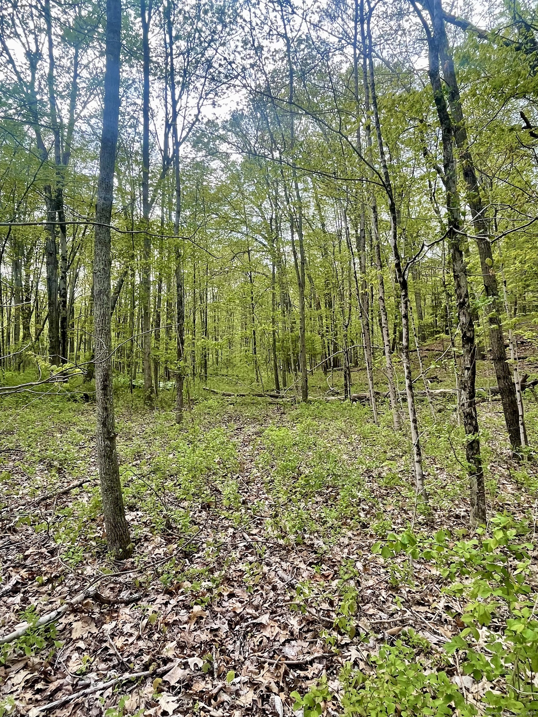 Wooded property with mature trees and a leaf-covered forest floor.