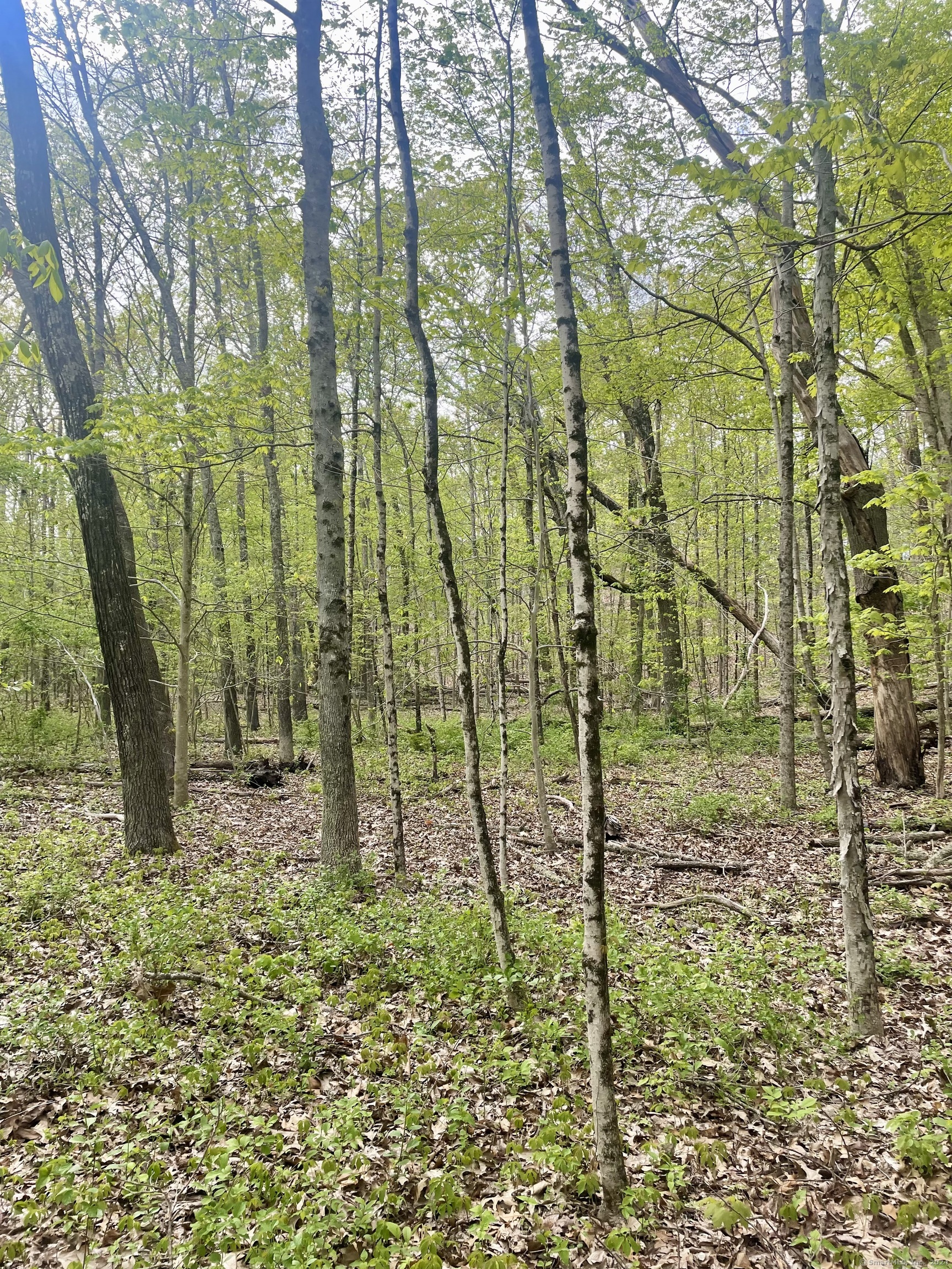 Wooded lot with leafy green undergrowth and tall deciduous trees.