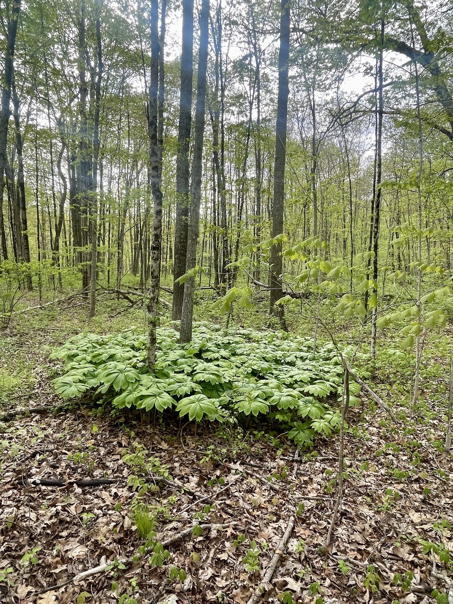 Wooded property with tall trees and a broad patch of leafy groundcover.
