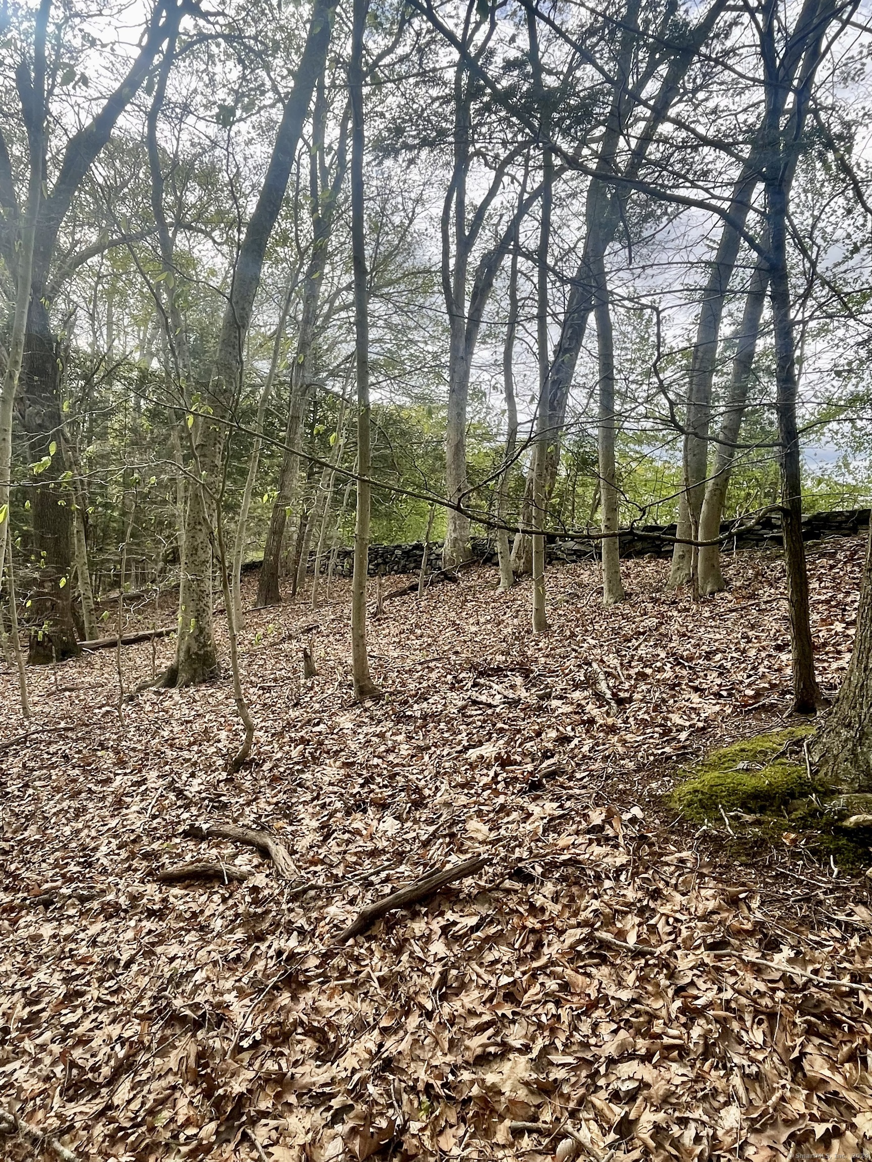 Wooded hillside lot with mature trees, fallen leaves, and a low stone wall.