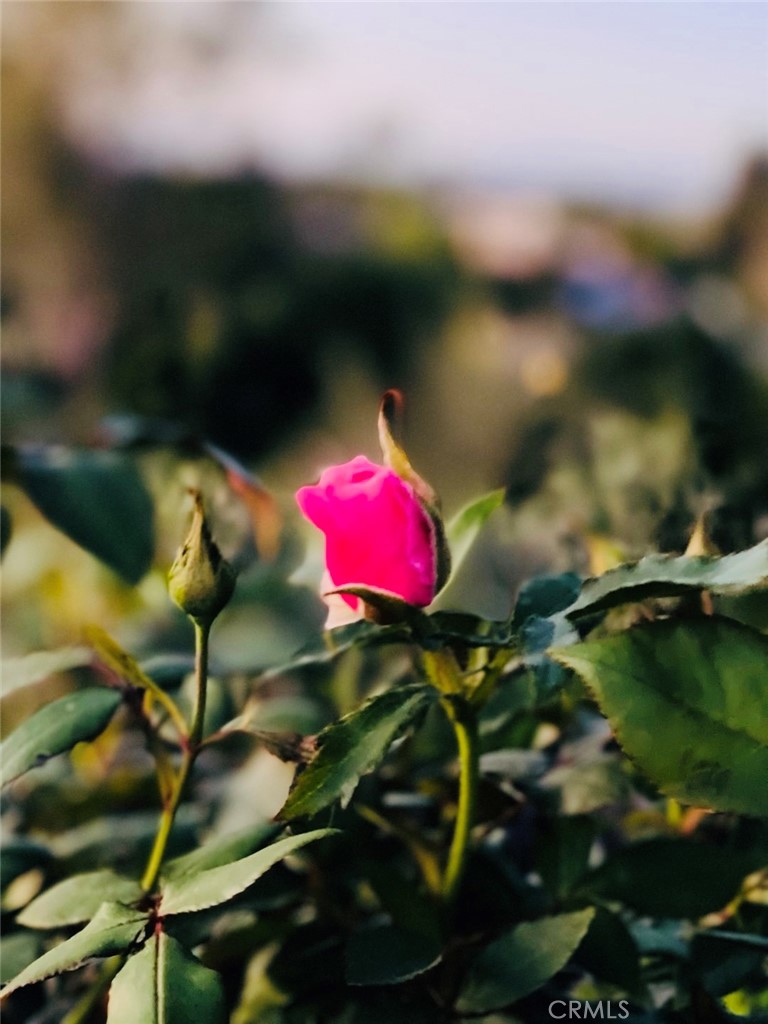 25241 Via Piedra Blanca