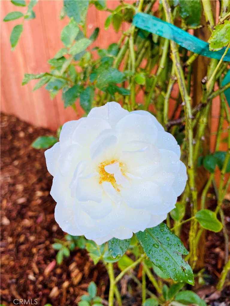 25241 Via Piedra Blanca