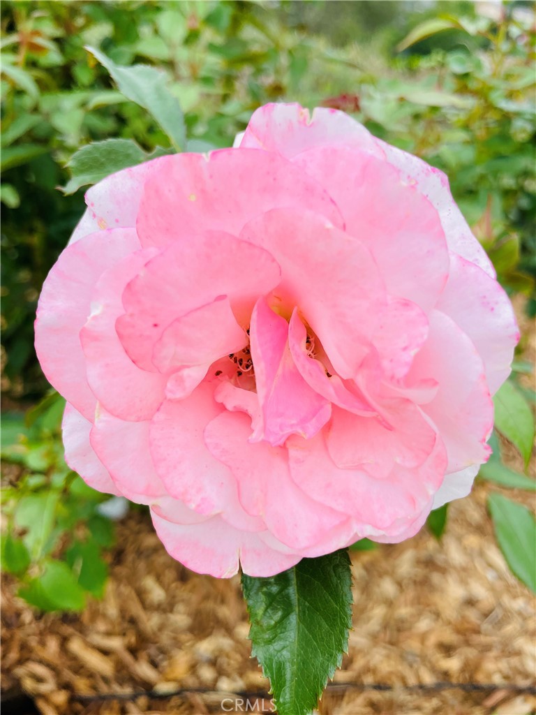 25241 Via Piedra Blanca