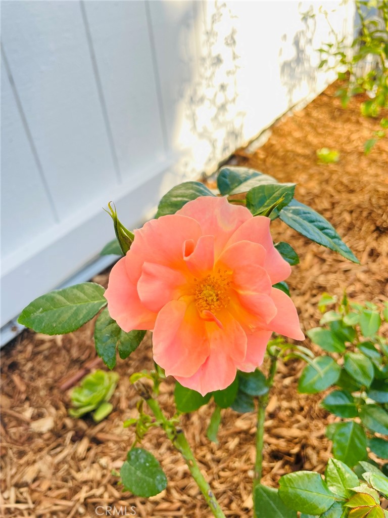 25241 Via Piedra Blanca