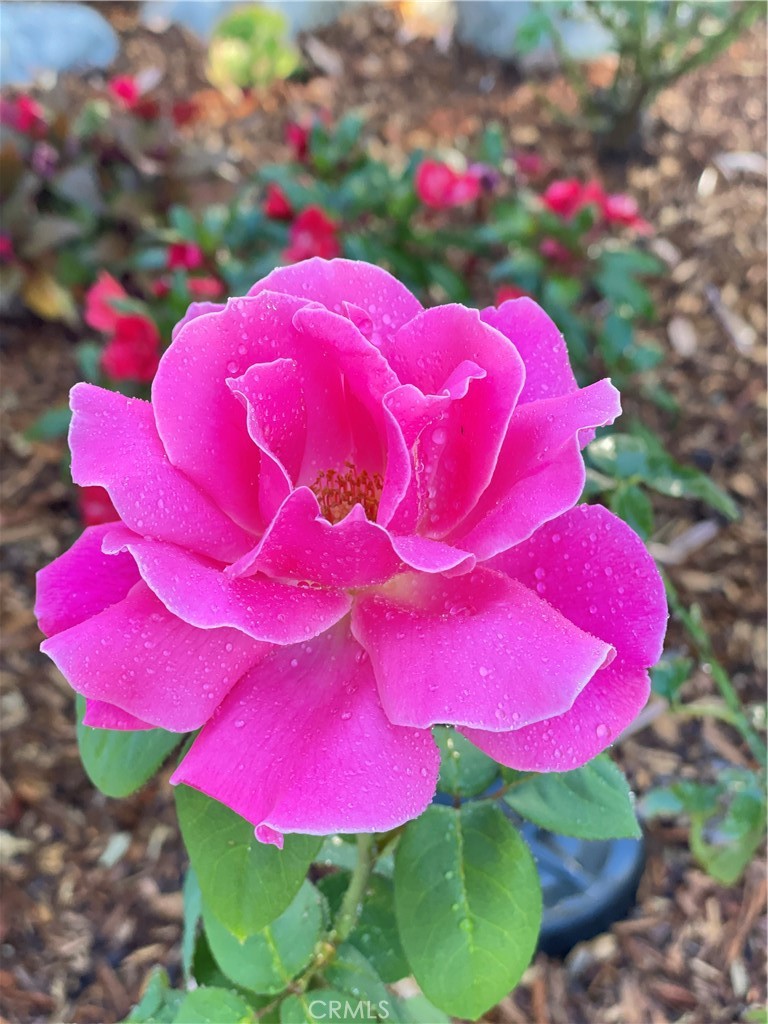 25241 Via Piedra Blanca