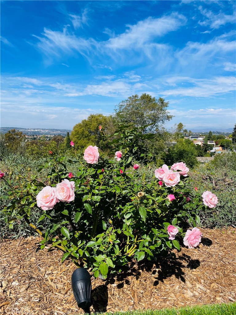 25241 Via Piedra Blanca