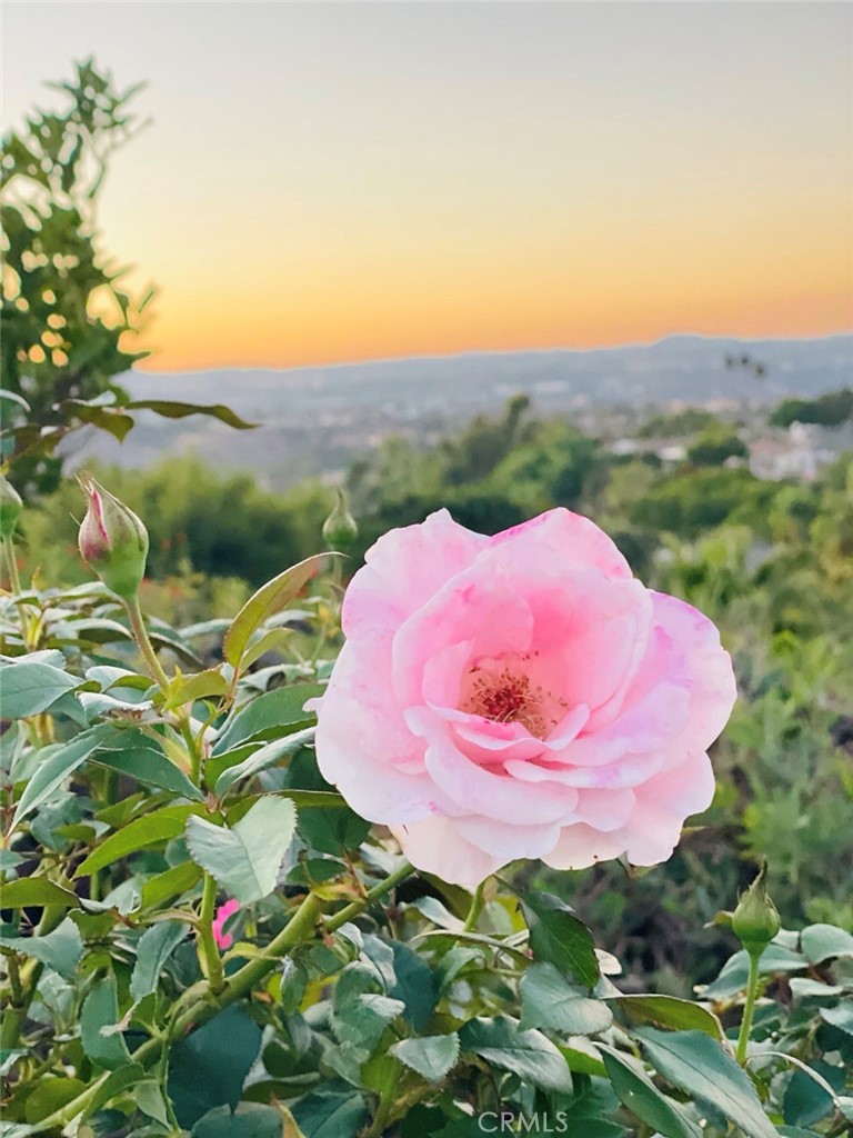 25241 Via Piedra Blanca