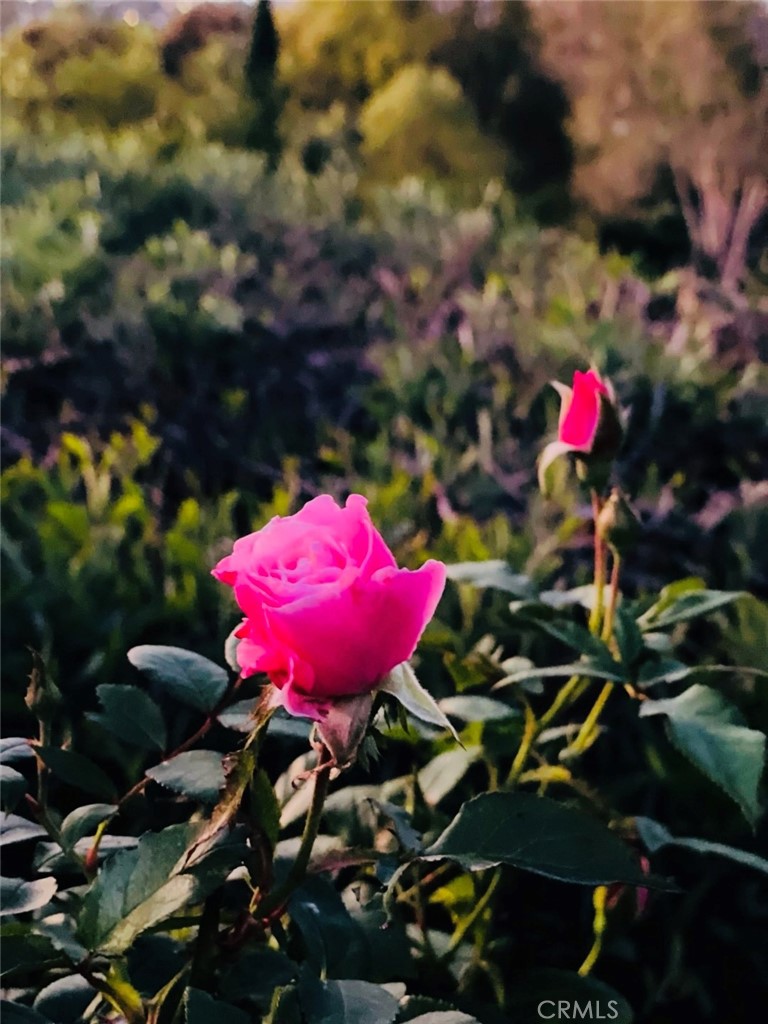 25241 Via Piedra Blanca